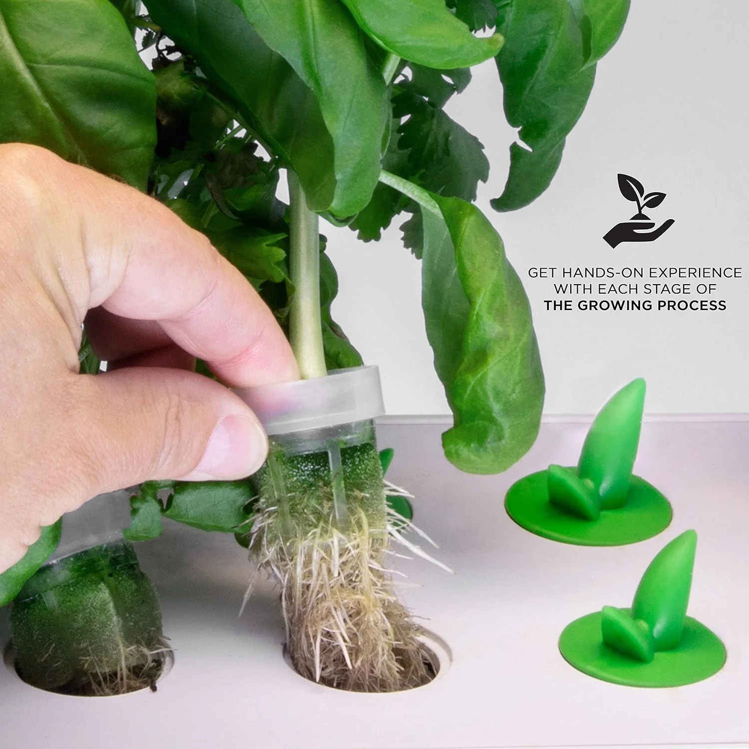 5 Replacement Hydroponics Seed Pods for IVAHG20 Indoor Herb Growing Kit - Image 5