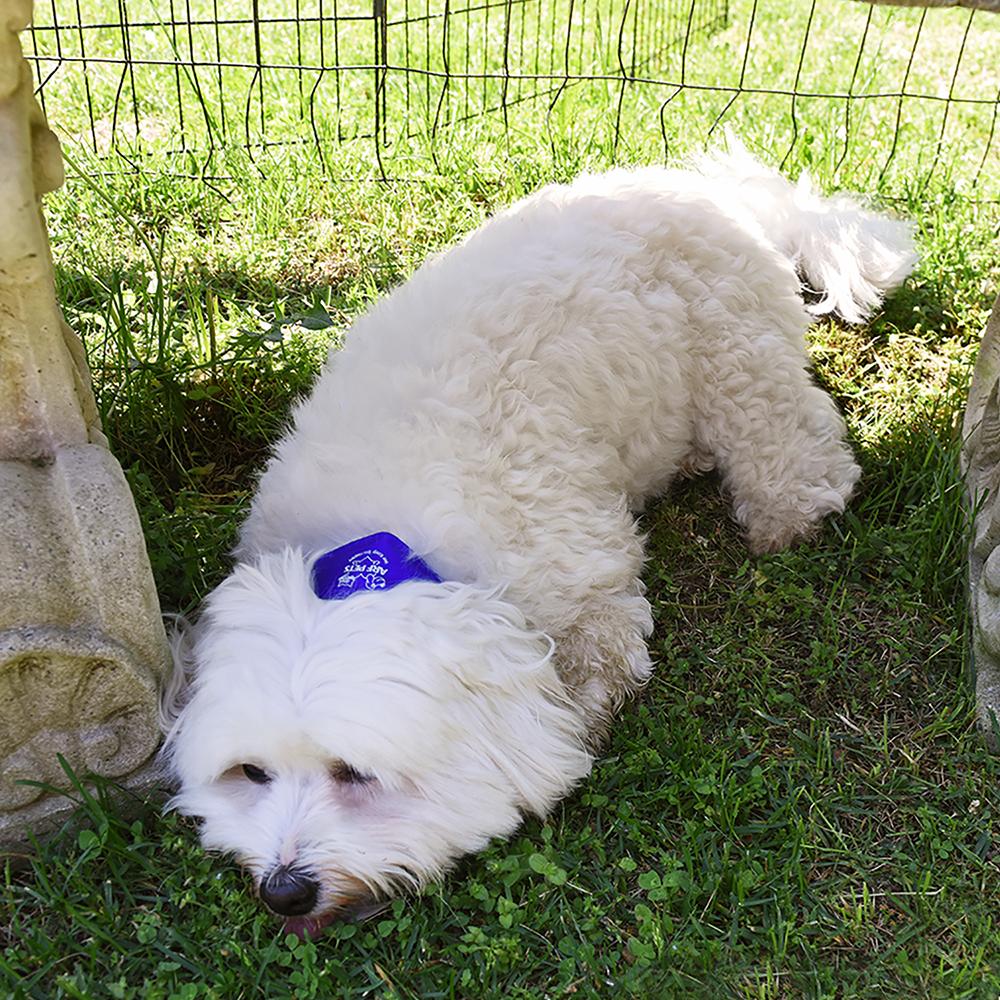 Cooling Dog Collar, Non-Toxic Dog Cooling & Relieves Heat Stress - Image 6